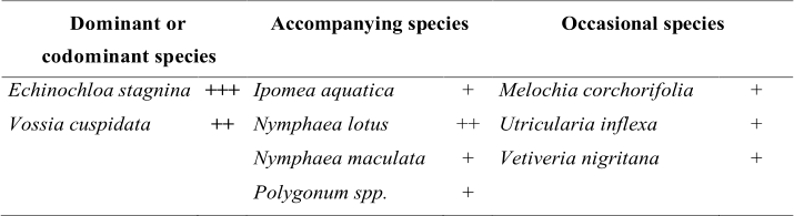 Dominant or   codominant species   Accompanying species     Occasional species     Echinochloa   stagnina   +++   Ipomea aquatica   +   Melochia corchorifolia   +   Vossia cuspidata   ++   Nymphaea lotus   ++   Utricularia inflexa   +       Nymphaea maculata   +   Vetiveria nigritana   +       Polygonum spp.   +
